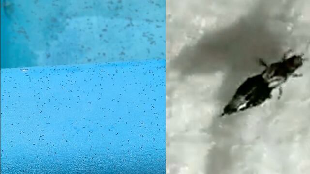 plaga de insectos en Argentina