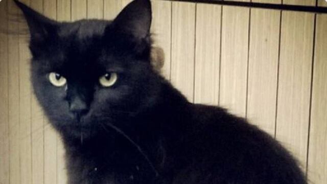 Gatos