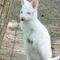 Nace canguro albino en zoológico de Rusia