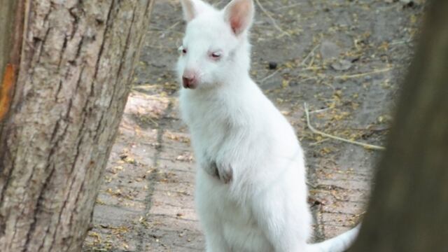 Canguro albina