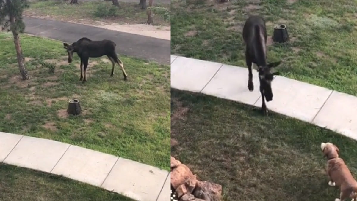 VIDEO: La chancla no falla ni para ahuyentar a un alce y TikTok quiere saber si su mamá es latina