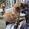 VIDEO: Acusan que patrulla de policía de Tizayuca arrastró a perrita, pero los agentes cuentan lo que pasó en realidad