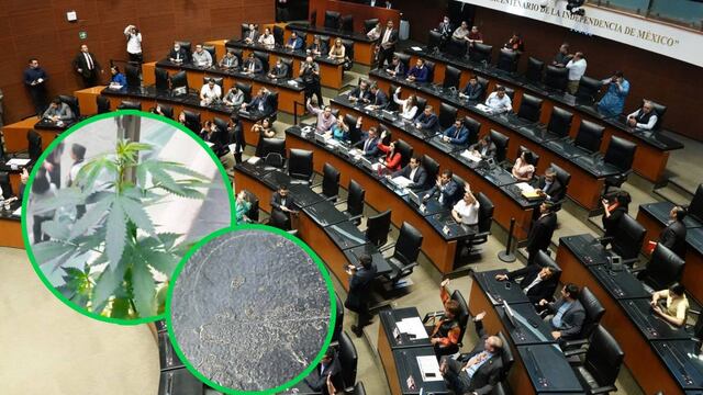 Cámara de Senadores retiró la planta de marihuana