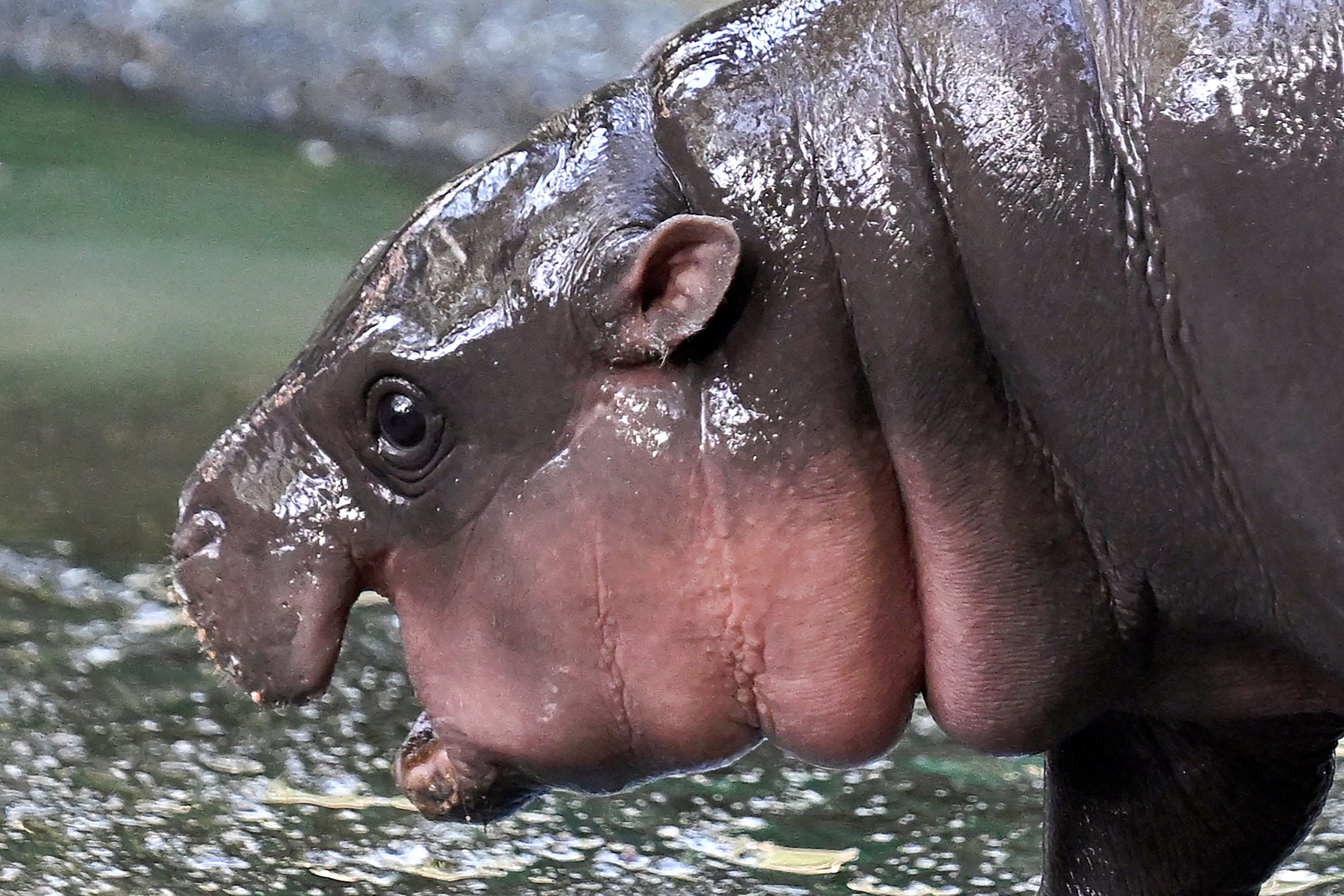 Moo Deng, hipopótamo pigmeo en Tailandia