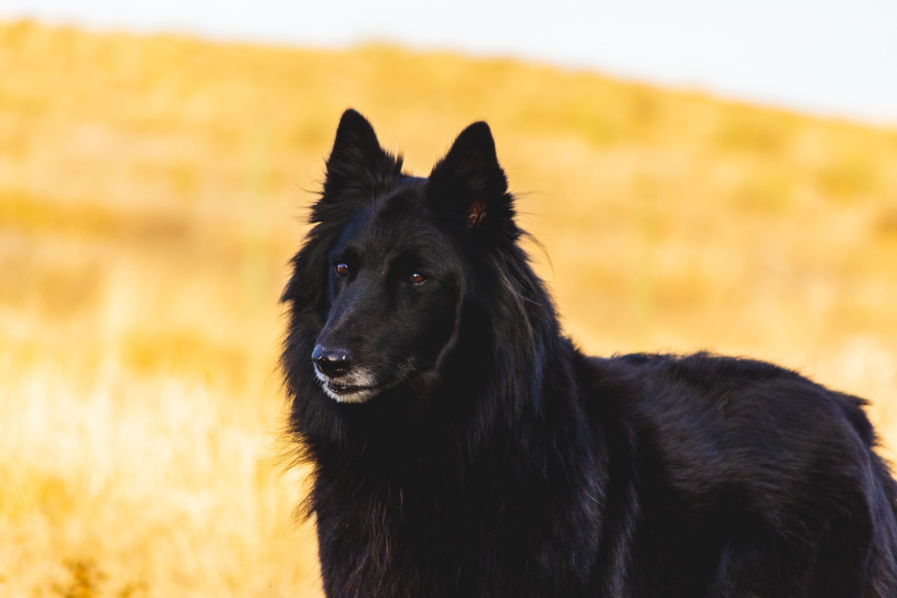 Significado de soñar con un perro negro