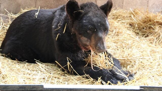 Oso “Invictus” se recupera de operación tras ser maltratado en circo de Yucatán