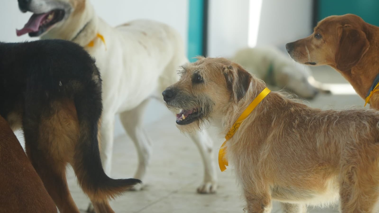 Refugio Franciscano confirma buen estado de animales rescatados en el Ajusco