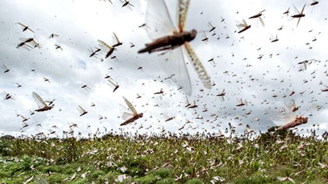 Nubes de langostas en Somalia.