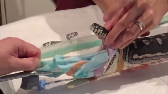 Extraen toalla de una pitón.