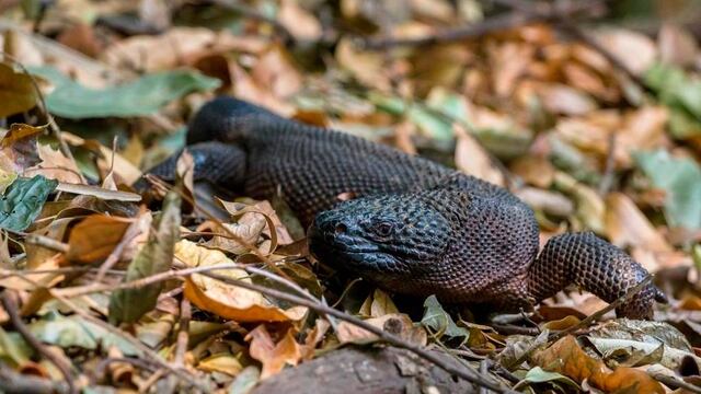 Reptiles.