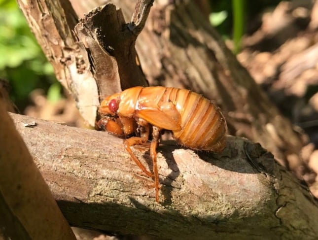 Cigarra