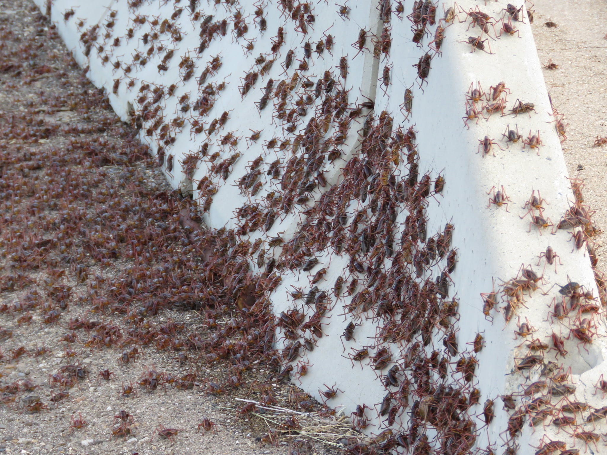 ¿Qué son los grillos mormones que invaden Nevada?