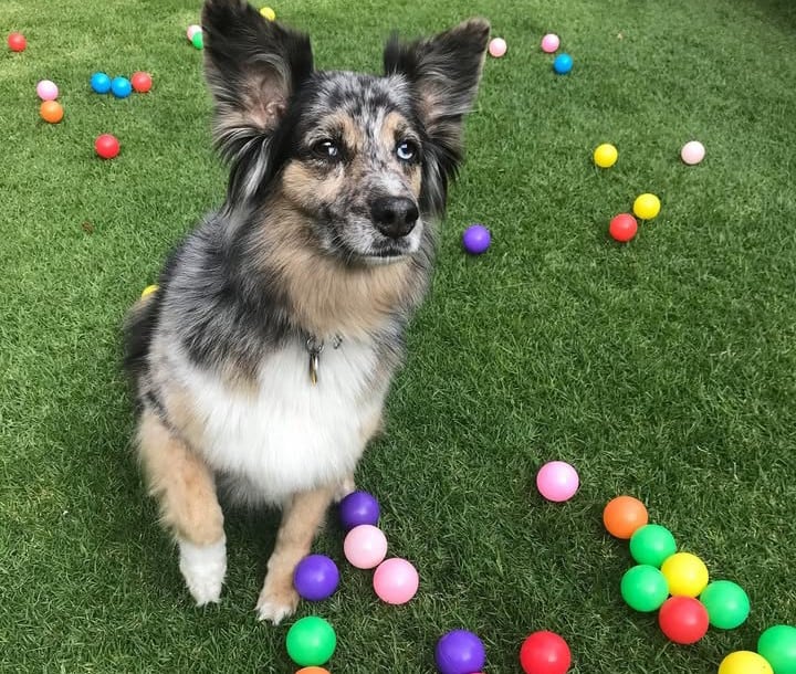 Laika, perrhija de Jorge Emilio Sánchez Cordero