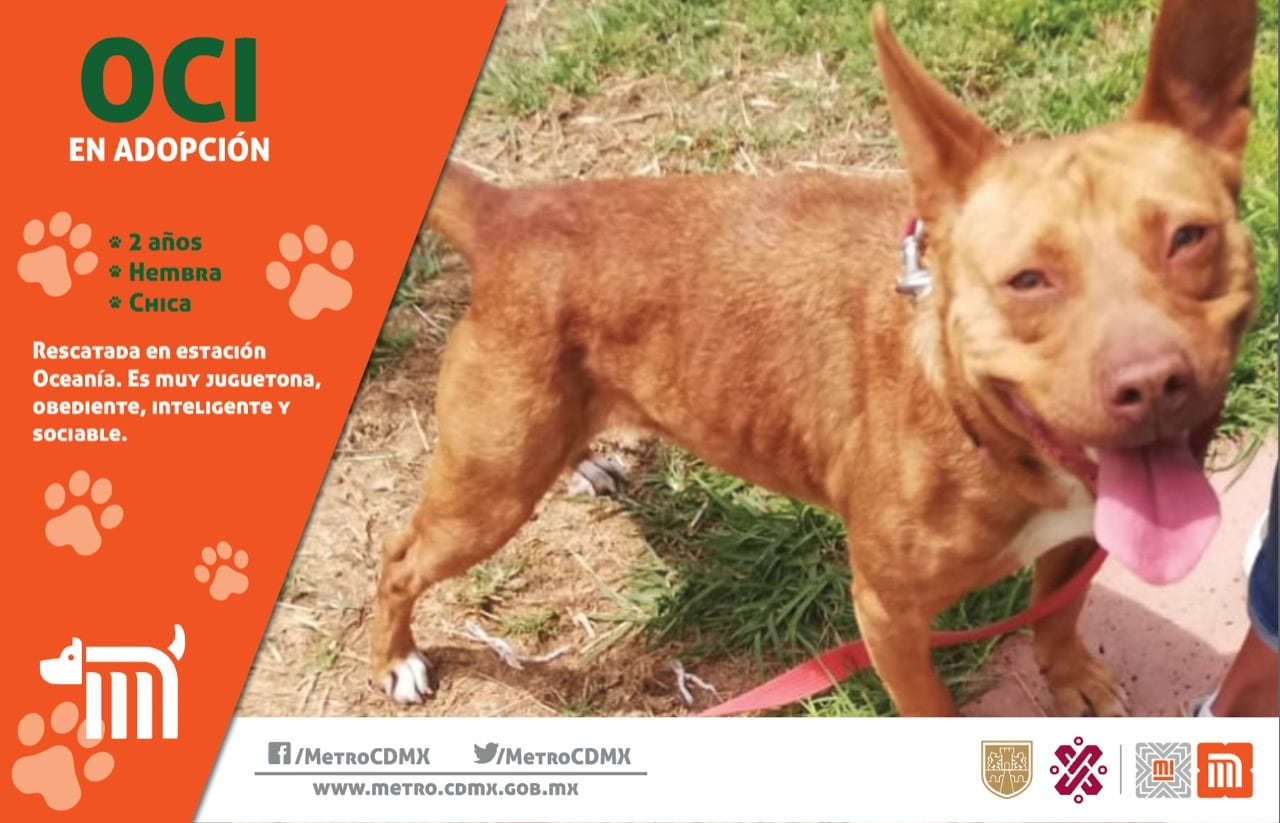 Oci, perrito en adopción del Metro de la Ciudad de México