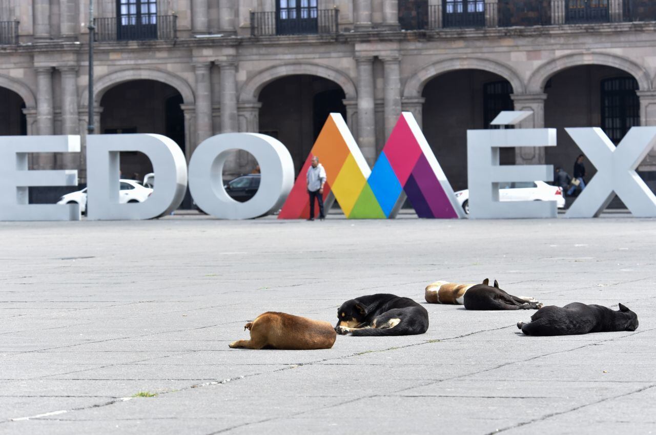 sacar al perro sin correa multa ecatepec edomex dejar heces en la calle