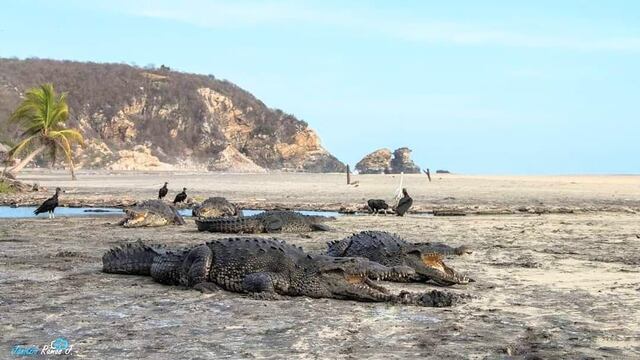 Cocodrilos en Playa Ventanilla
