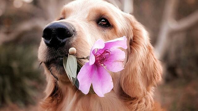 Golden Retriever