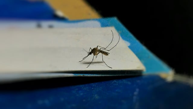mosquito