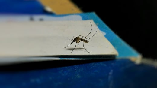 Secretaría de Salud alerta por brote de chikungunya en estos estados de México