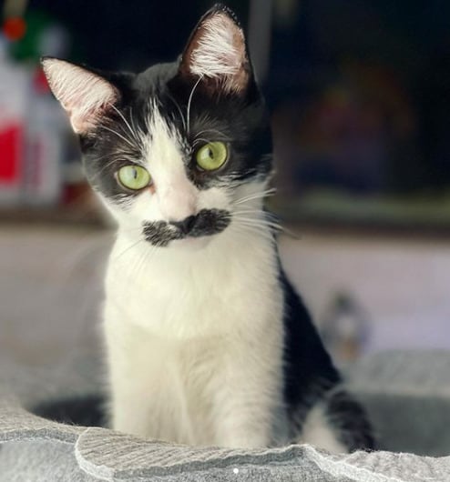 Gata Freddie Mercury