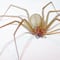 Fallece bebé por picadura de araña violinista atendida de forma tardía