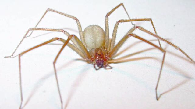 araña violinista