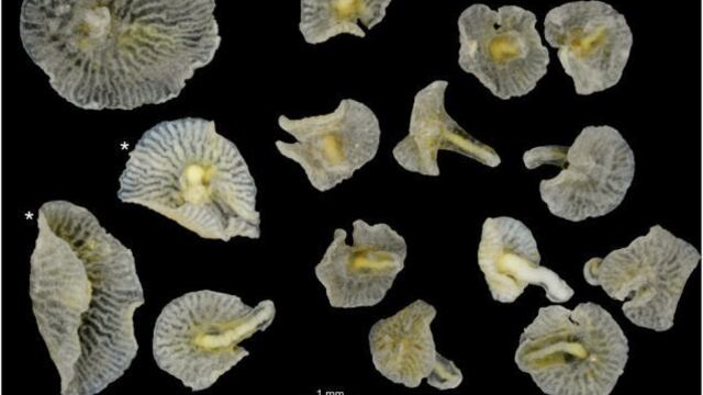 Biólogos marinos descubren nueva especie en Australia.