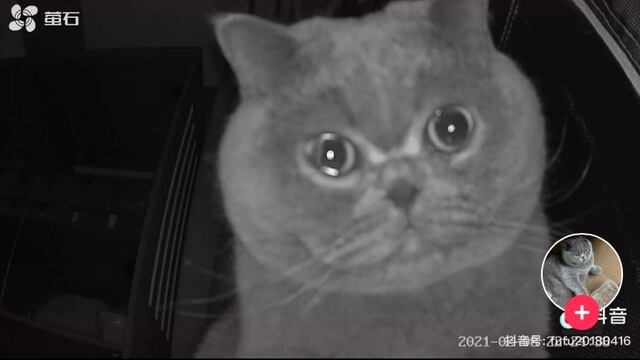 Gatito solitario llora