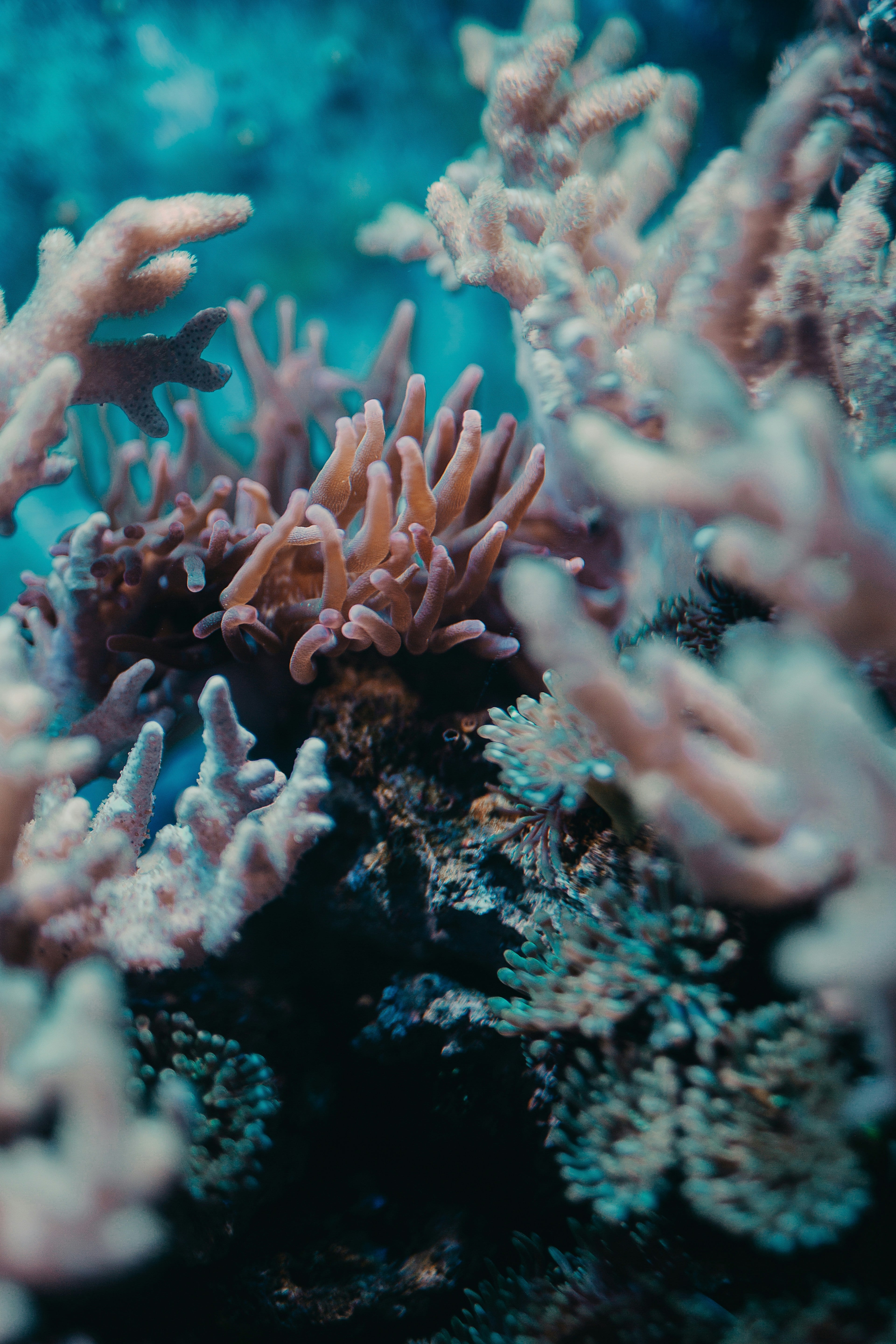 Coral