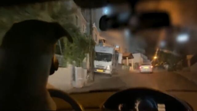 Hombre pone a perrito a manejar su auto