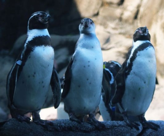 Pingüinos gay adoptan polluelo