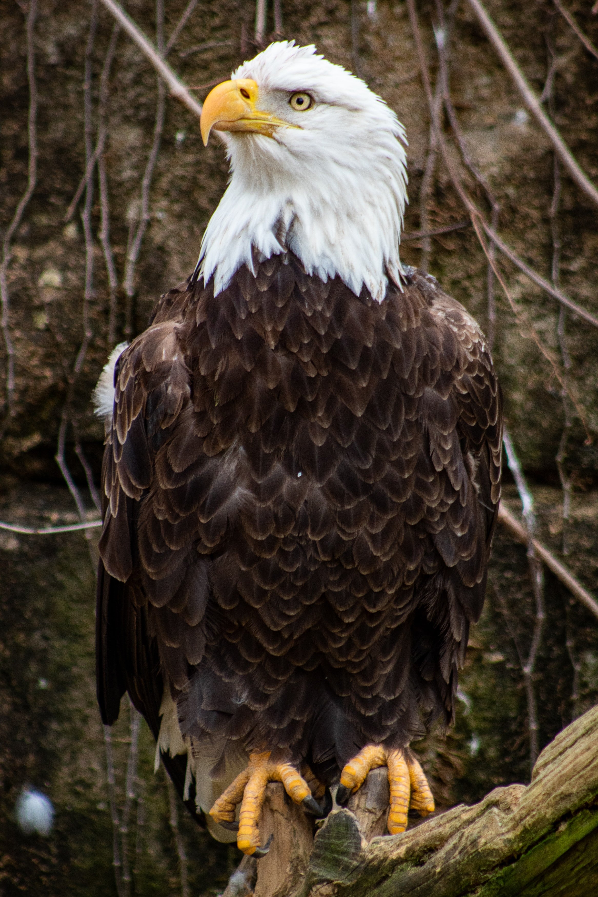Águila calva