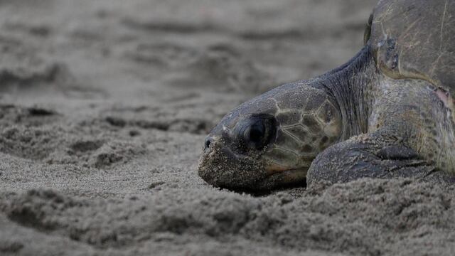 En Tanzania murieron 8 niños por comer carne de tortuga