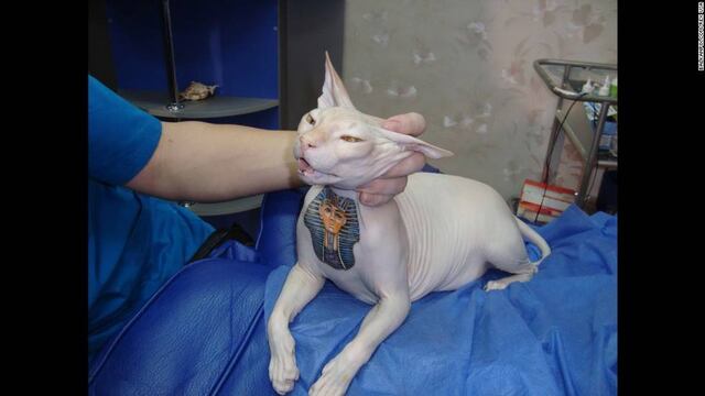 algunas personas creen que tienen todo el derecho de tatuar a sus mascotas. ¿Será?