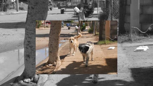 Foto: Tomada de El Imparcial