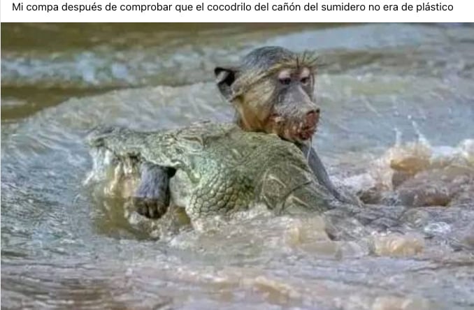 Memes cocodrilo