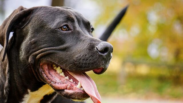 Los pitbulls pertenecían a la víctima.
