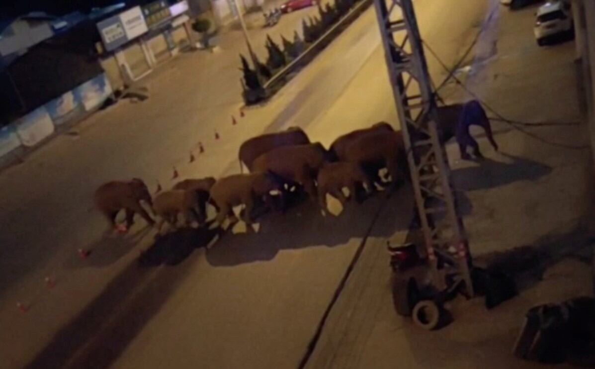 Manada de elefantes en China