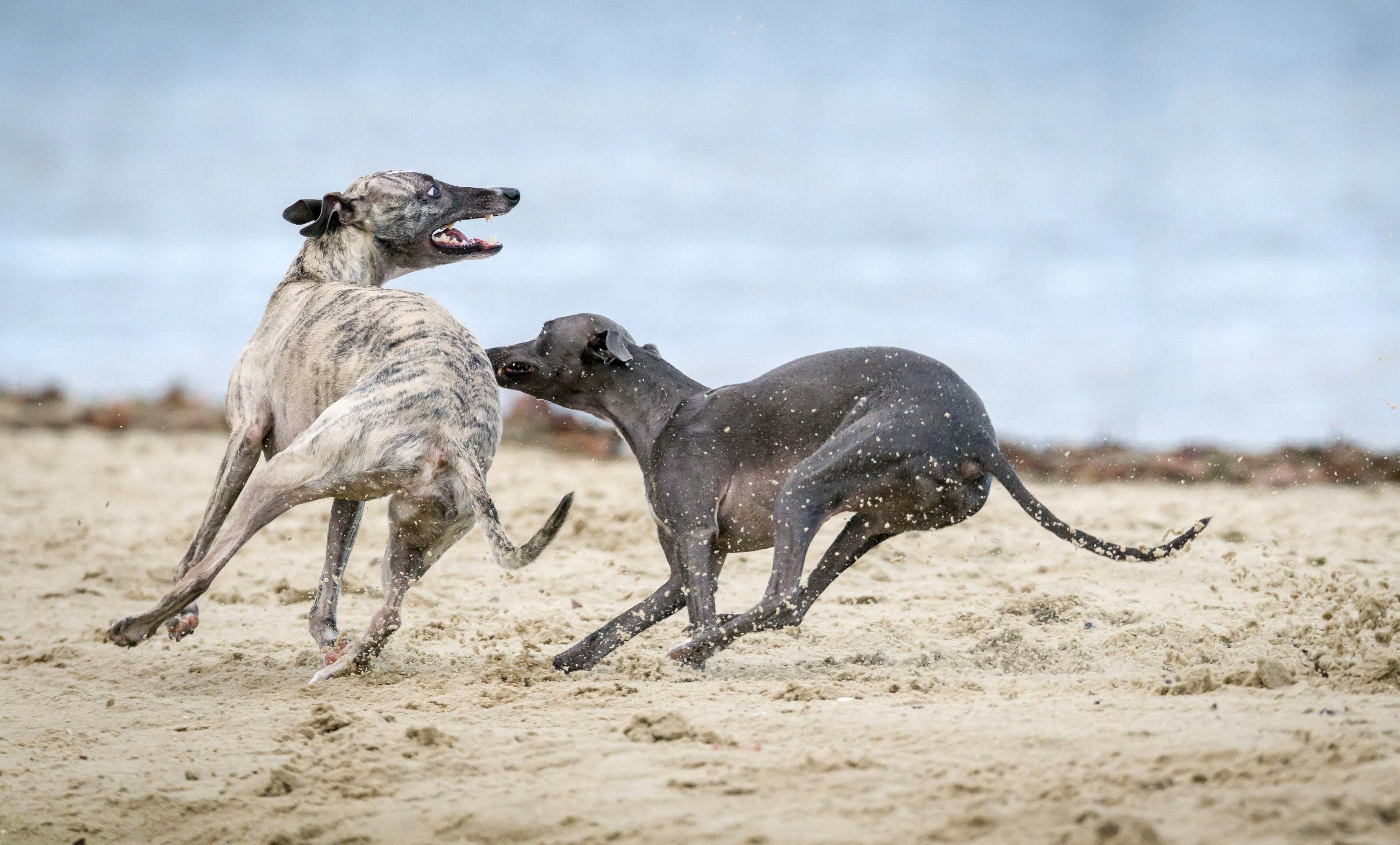 Este 1 de febrero es el Día Mundial del Galgo