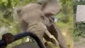 Safari mortal: Elefante ataca camión en África y muere una adulta mayor