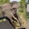 Safari mortal: Elefante ataca camión en África y muere una adulta mayor