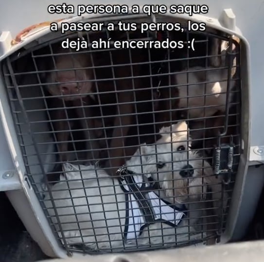 Perros encerrados en camioneta