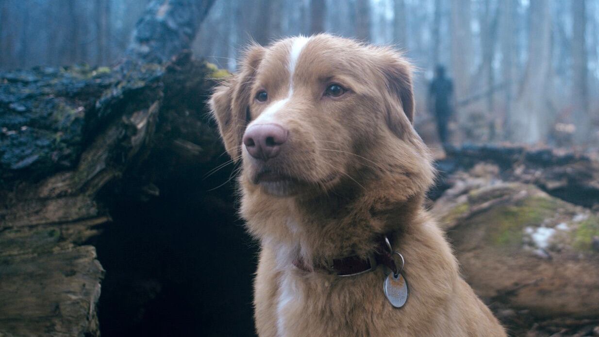 ¿Cuándo se estrena Good Boy en México? Cinépolis y Cinemex ya tiene fecha de estreno oficial