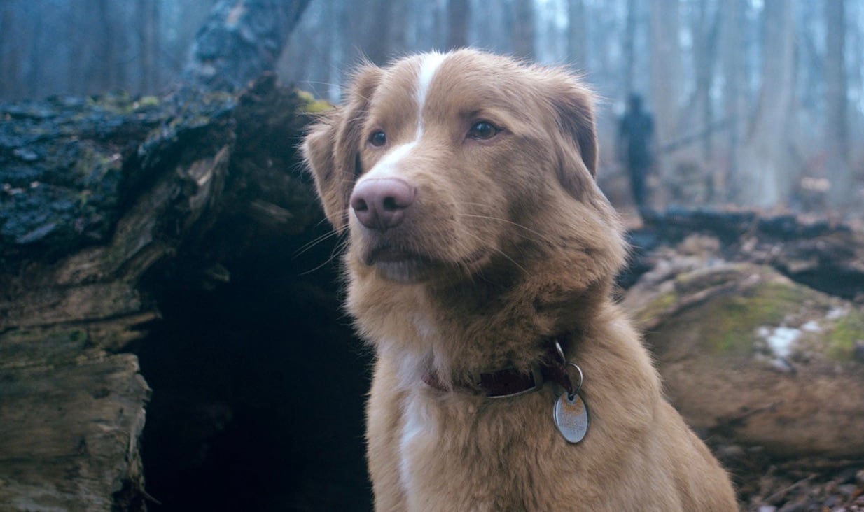 Good Boy (2025)