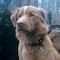 ¿Ganador a Mejor Actor? El perro de Good Boy ya sería candidato por emotiva actuación en la esperada película de terror