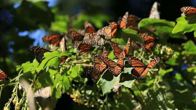 ¿Cuándo llega la Mariposa Monarca a México? Esto tienes que saber sobre el recorrido de la especie