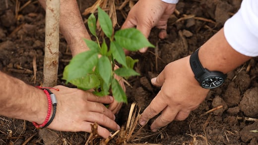Javier May pone en marcha Jornada de Reforestación 2026 en Tabasco