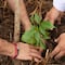 Javier May pone en marcha Jornada de Reforestación 2026 en Tabasco