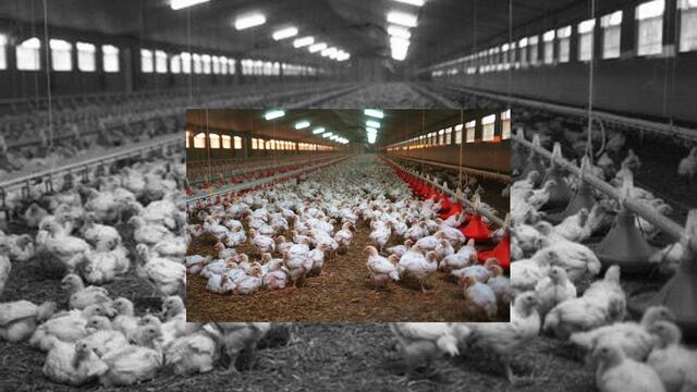 Reportan en México 2 brotes de influenza aviar