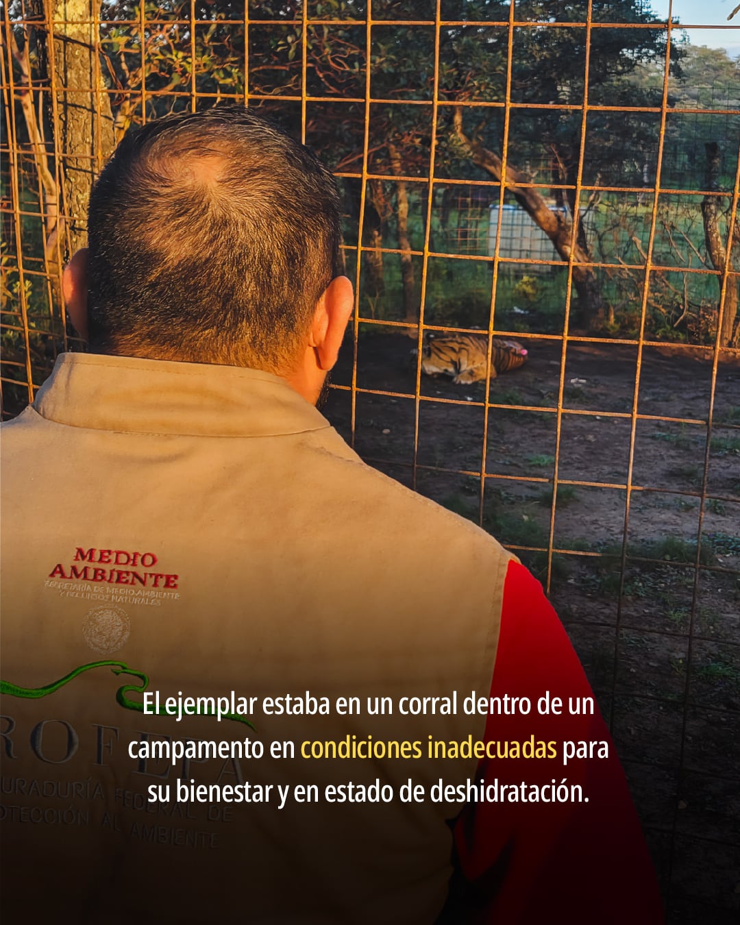 Tigre de Bengala en Fresnillo